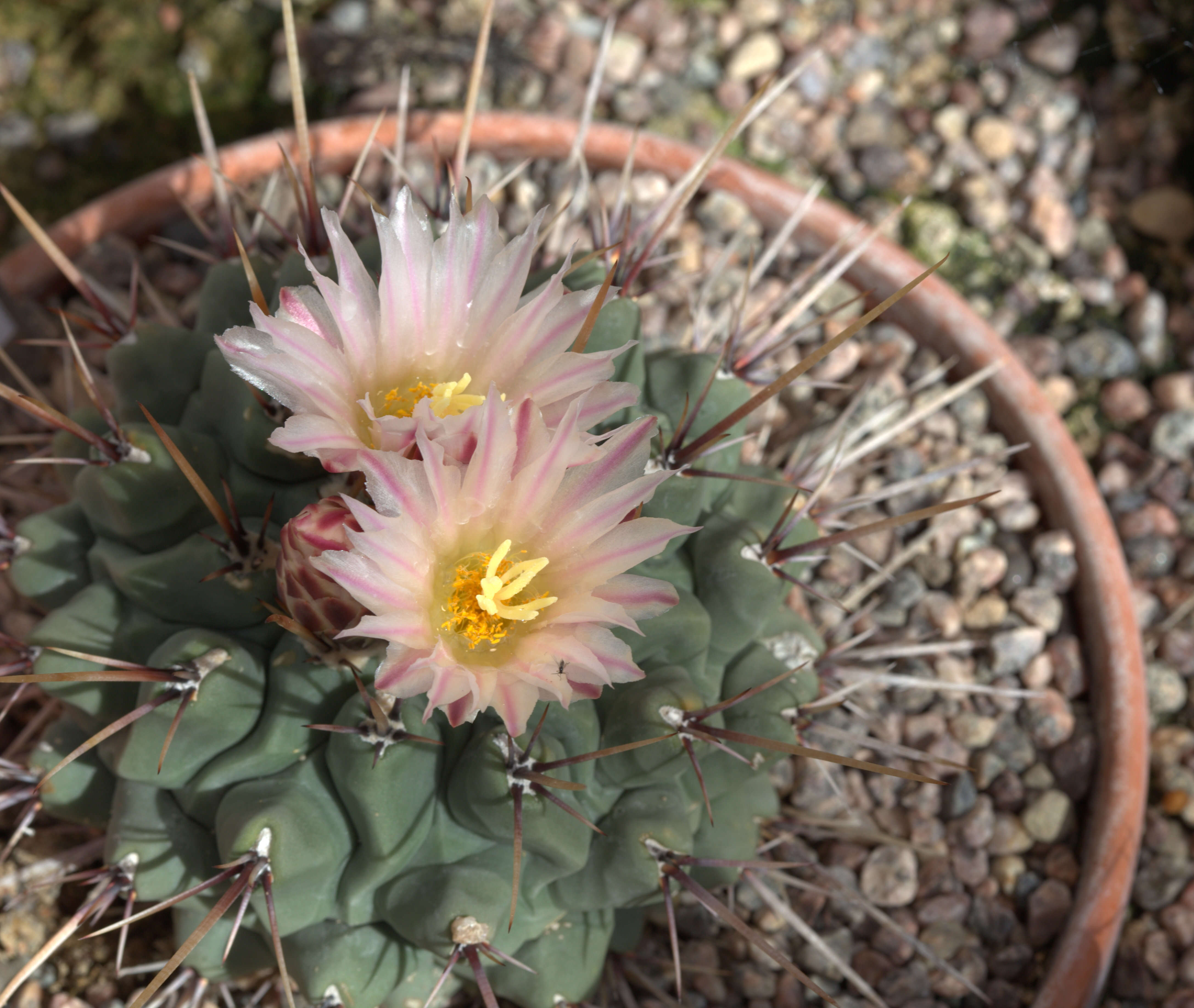 Image of Thelocactus rinconensis (Poselger) Britton & Rose