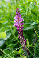 Image of Lachenalia salteri W. F. Barker