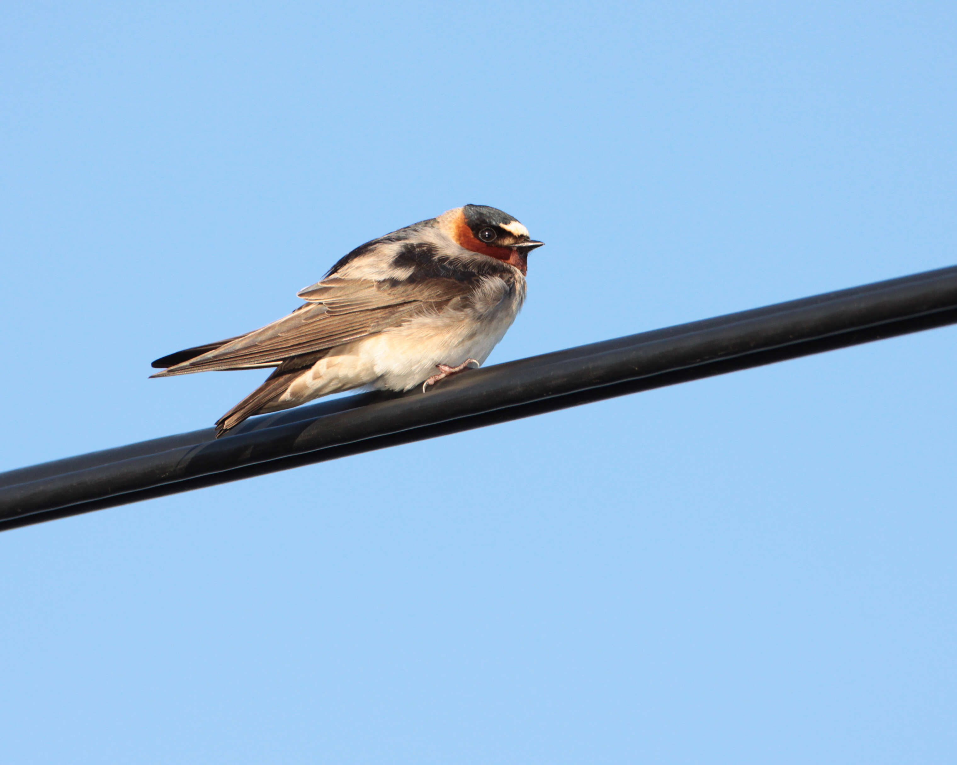 Image of American Cliff Swallow