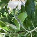 Image of Apple leaf midge