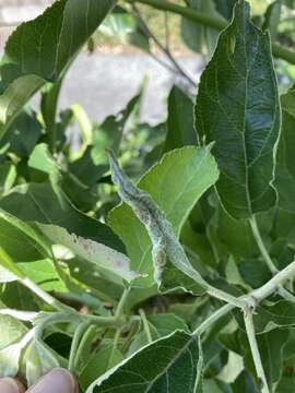 Image of Apple leaf midge