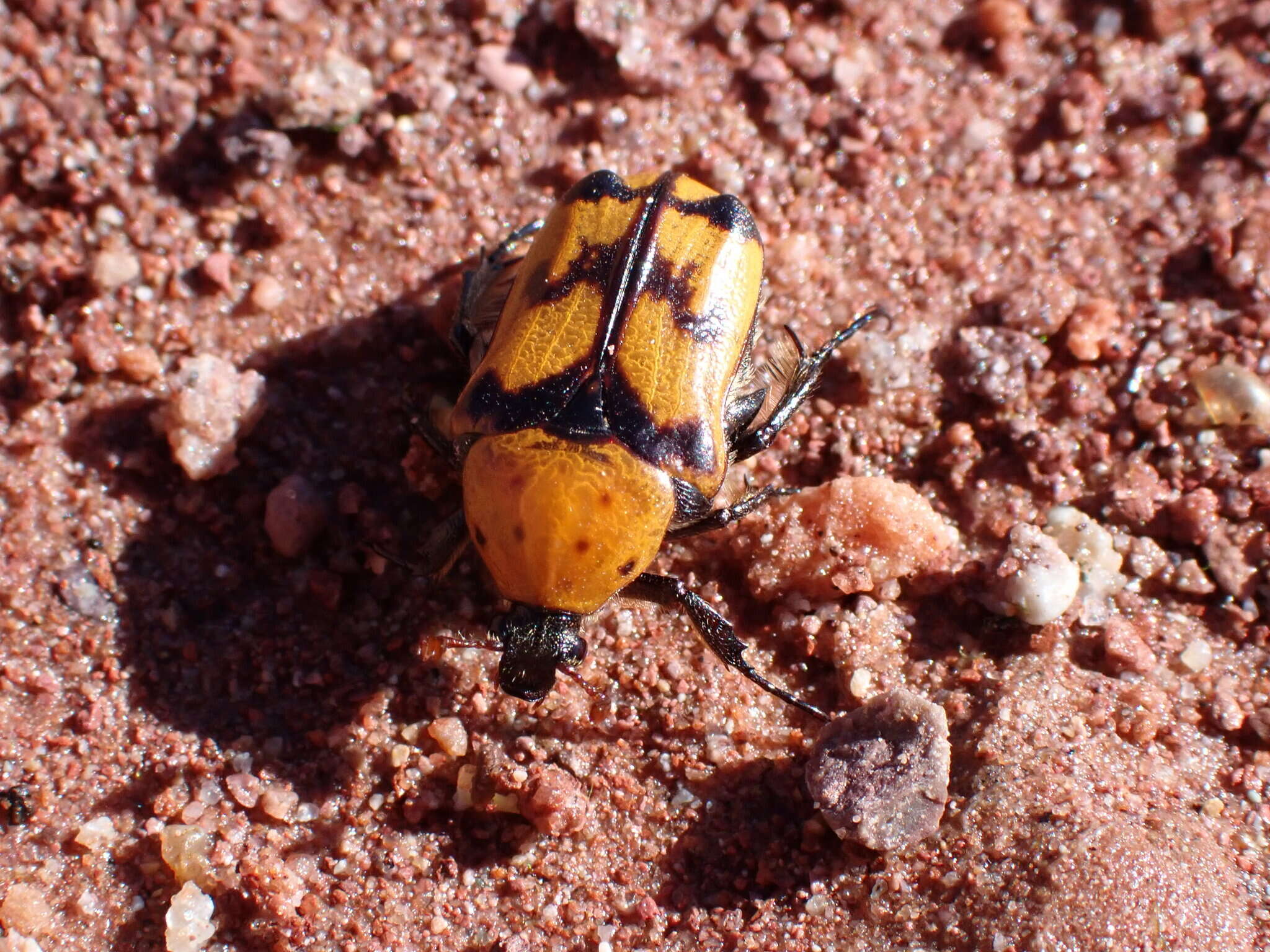 Image of Euphoria fascifera (Le Conte 1861)