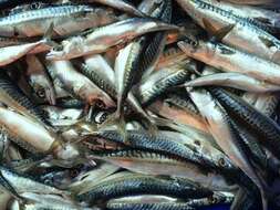 Image of Atlantic Mackerel