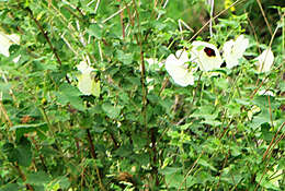 Hibiscus vitifolius L.的圖片