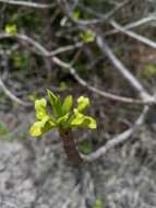 Image of Euphorbia aprica Baill.