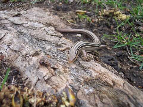 Image of Northern Prairie Skink