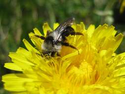 Image of Ashy Mining Bee