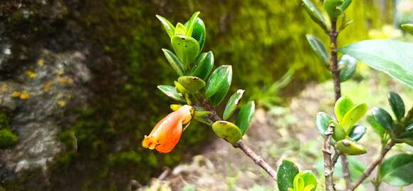 Image of Nematanthus gregarius D. L. Denham