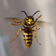 Image of German Wasp