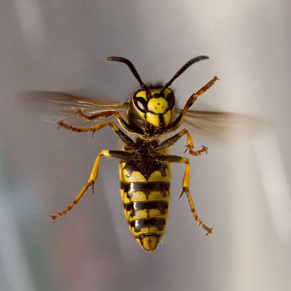 Image of German Wasp