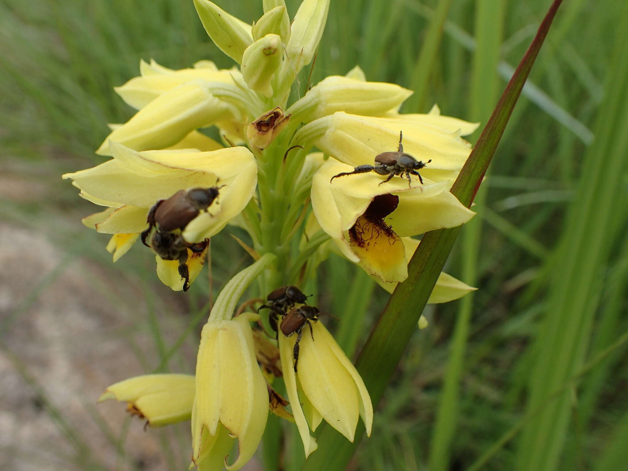 Image of Eulophia rutenbergiana Kraenzl.