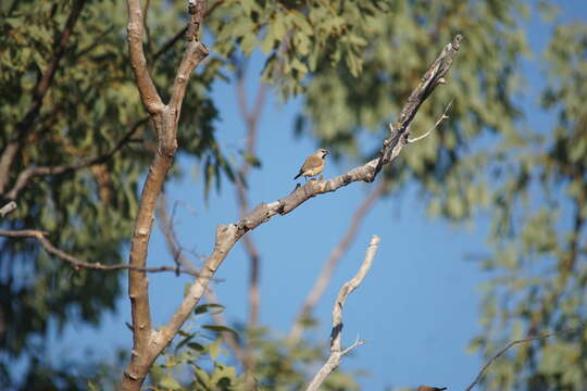 Image of Black-throated Finch