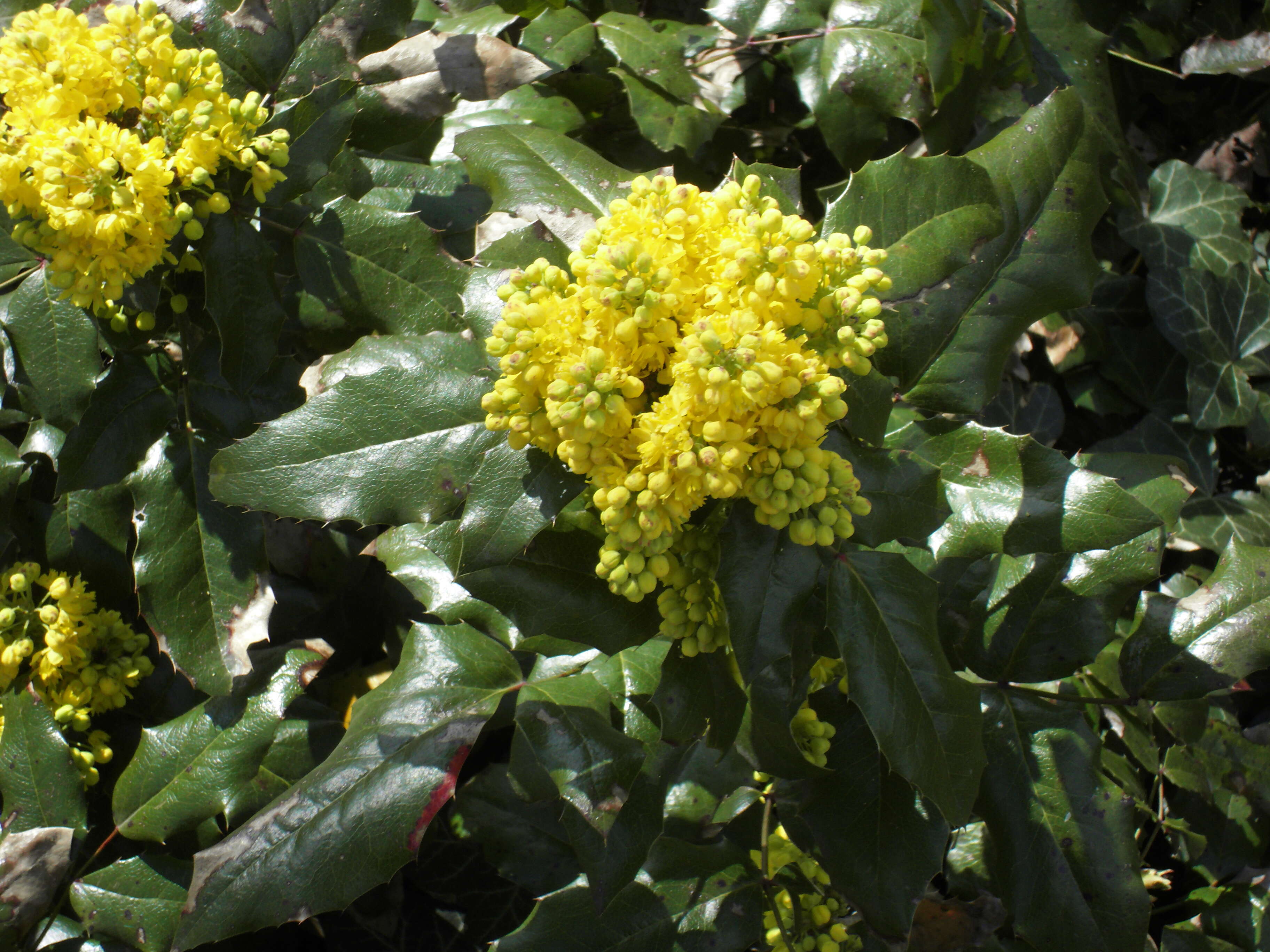 Image of Hollyleaved barberry