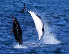 Image of Dusky Dolphin