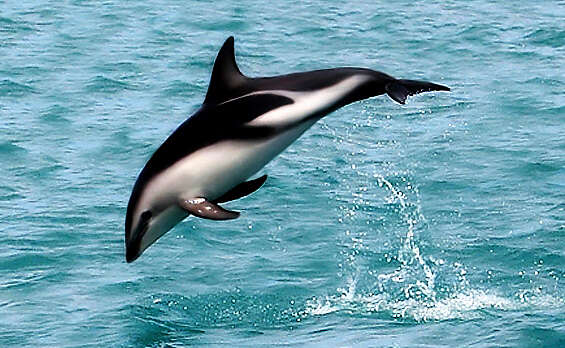 Image of Dusky Dolphin