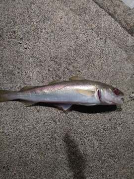 Image of Pacific tomcod