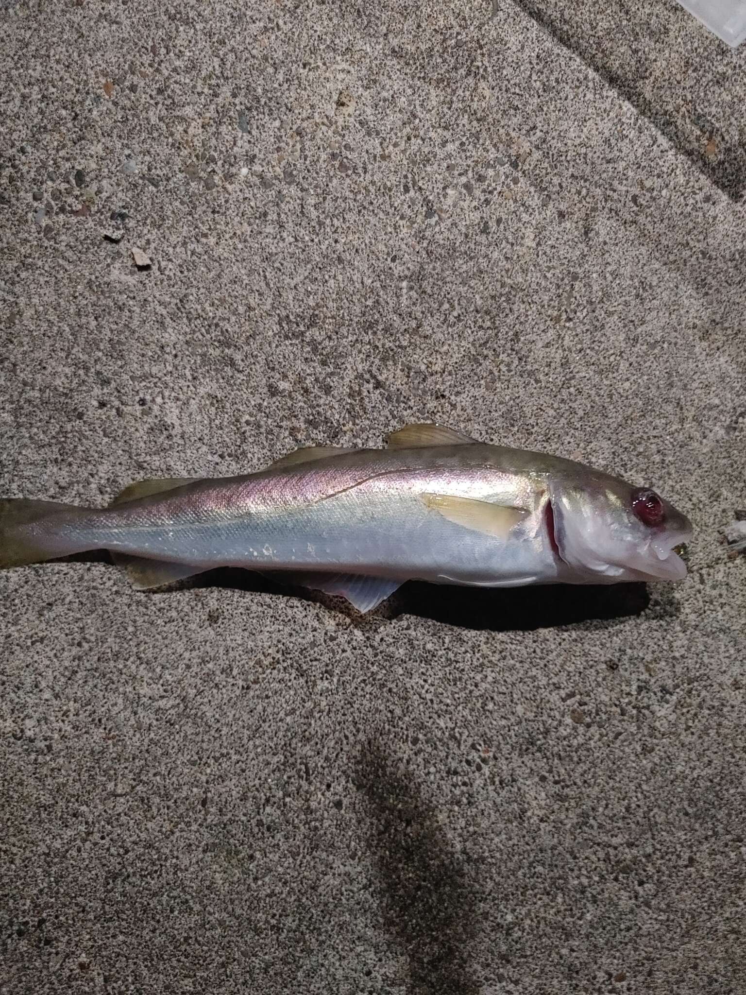 Image of Pacific tomcod