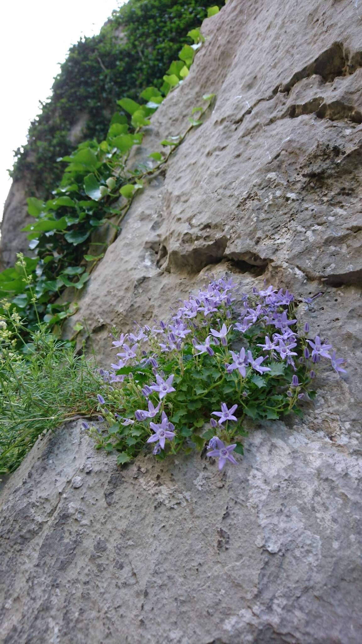 Image of Campanula fenestrellata subsp. fenestrellata