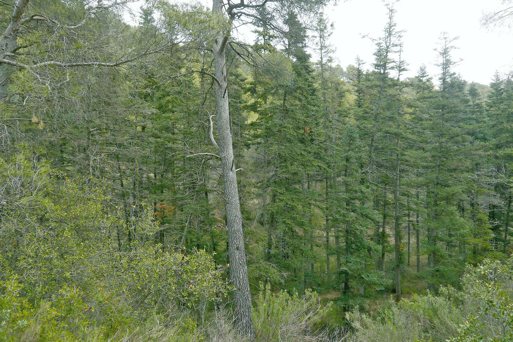 Image of Spanish Fir