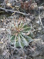 Image of Emory's barrel cactus