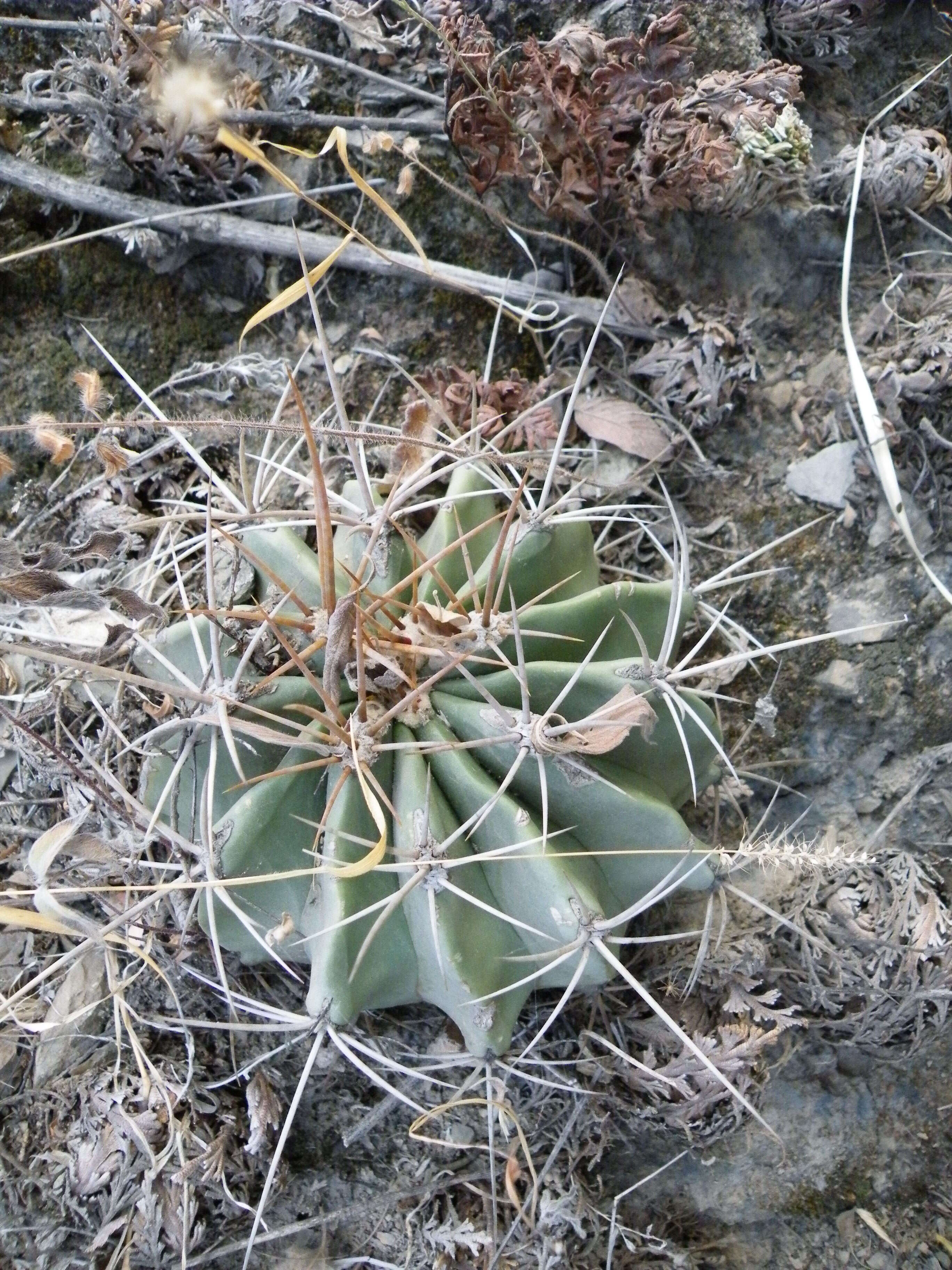 Image of Emory's barrel cactus
