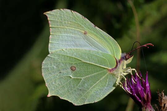 Imagem de Gonepteryx rhamni (Linnaeus 1758)