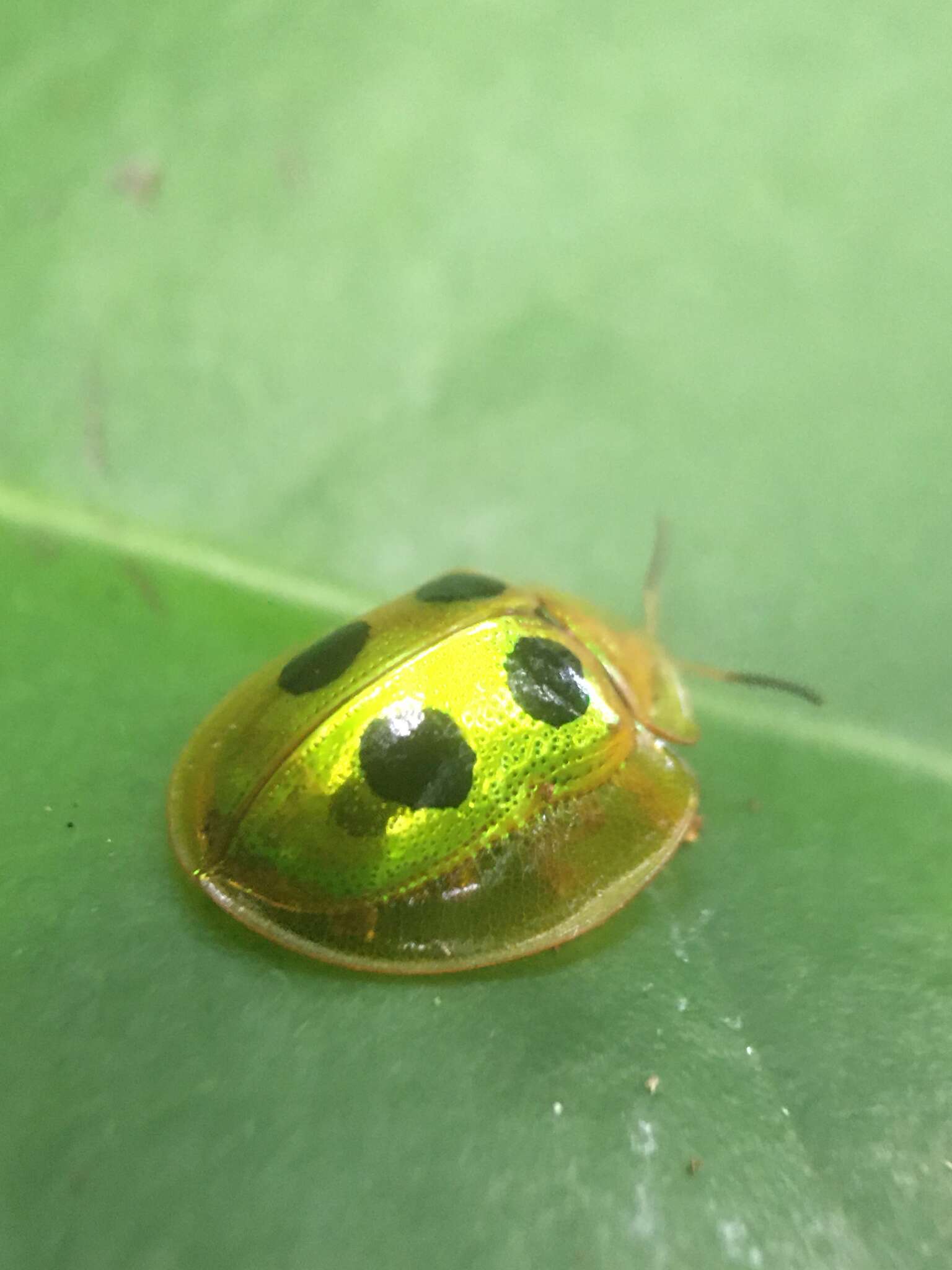 صورة Coptocycla (Coptocycla) roseocincta Boheman 1855