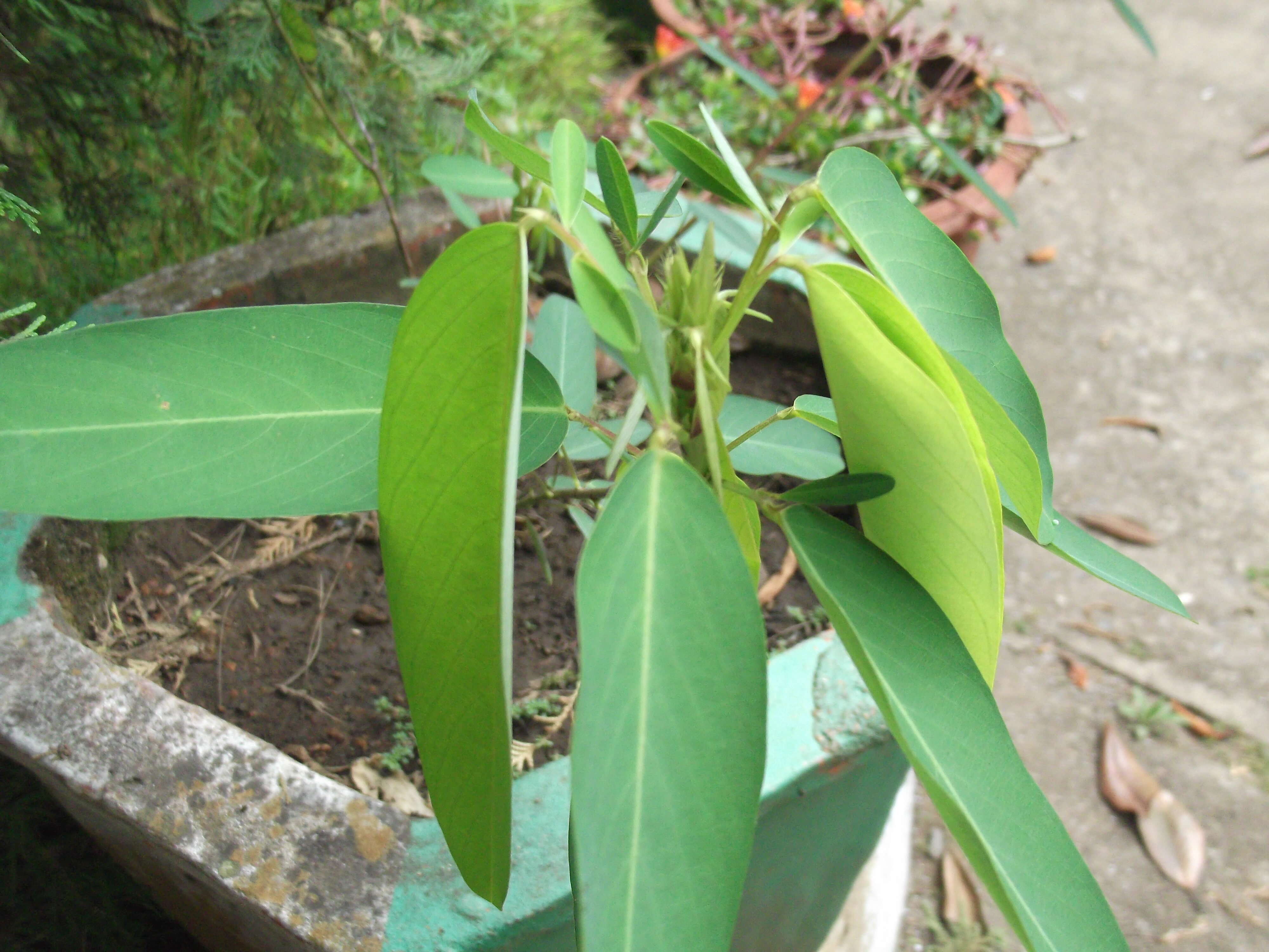 Imagem de Codariocalyx motorius (Houtt.) H. Ohashi