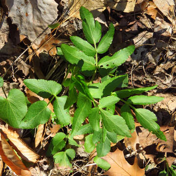 Image of Heart-leaved meadow parsnip