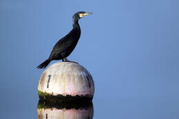 Image of Black Shag