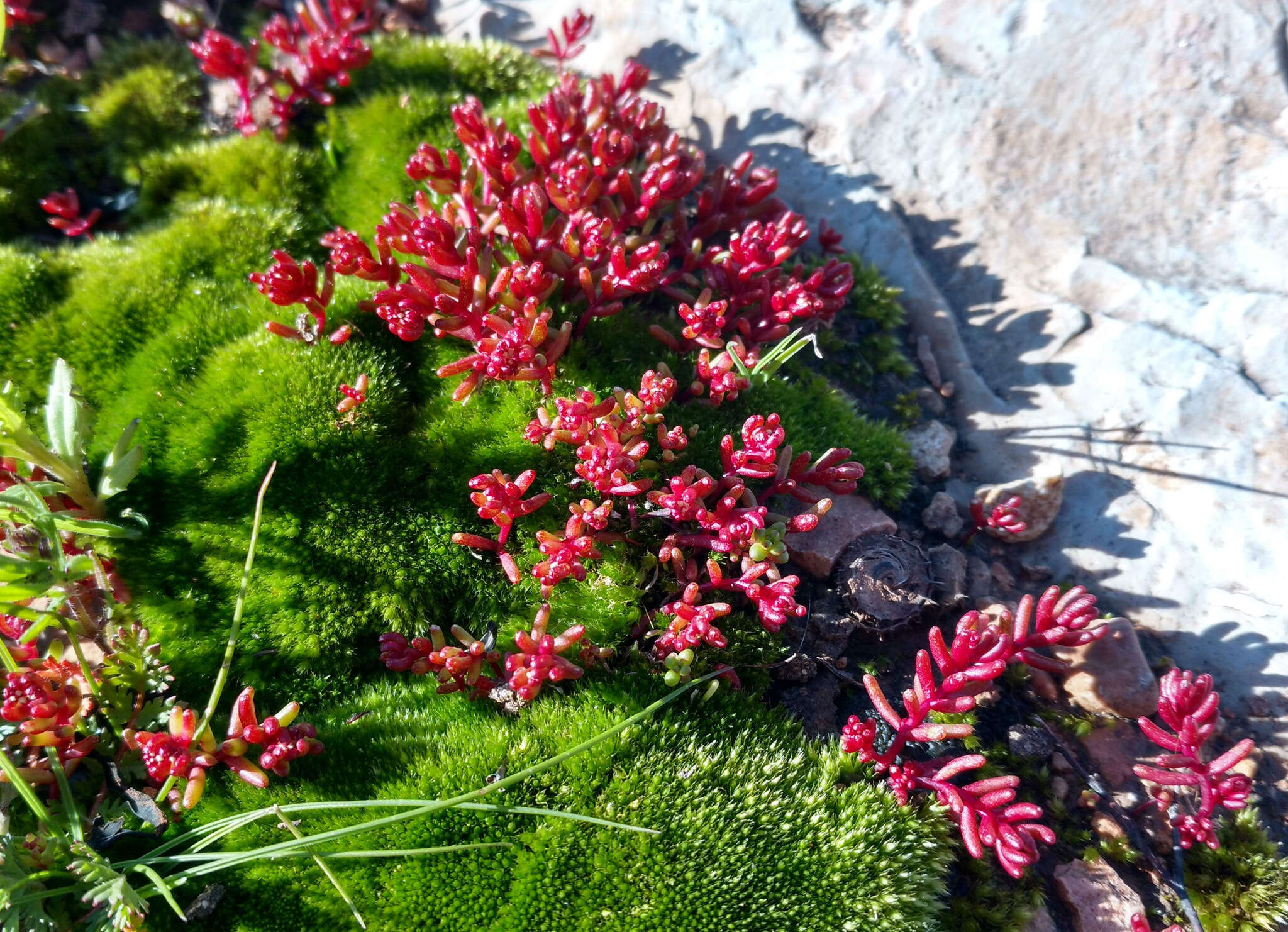 Sivun Sedum microcarpum (Sibth. & Sm.) S. Schönland kuva