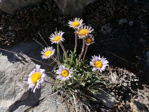 Image of stalked fleabane