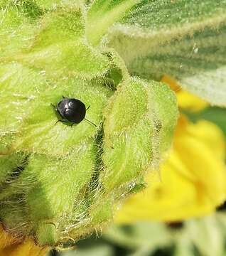 Image of Broom Seed Beetle