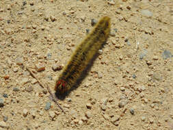 Image of grass eggar