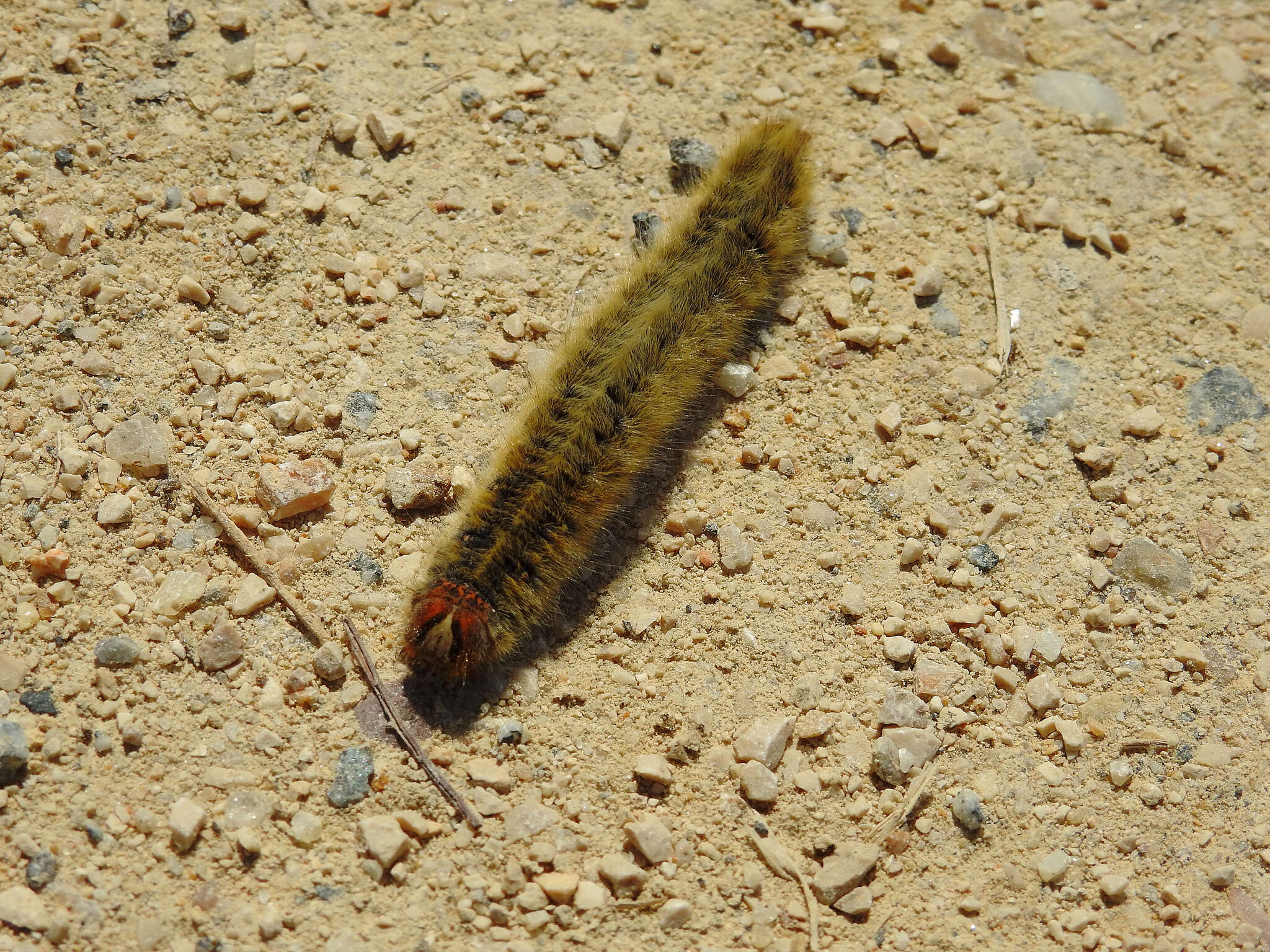 Image of grass eggar