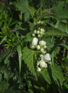 Image of white deadnettle