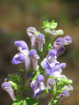 Image of hairy skullcap