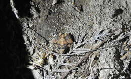 Image of pygmy robber frog