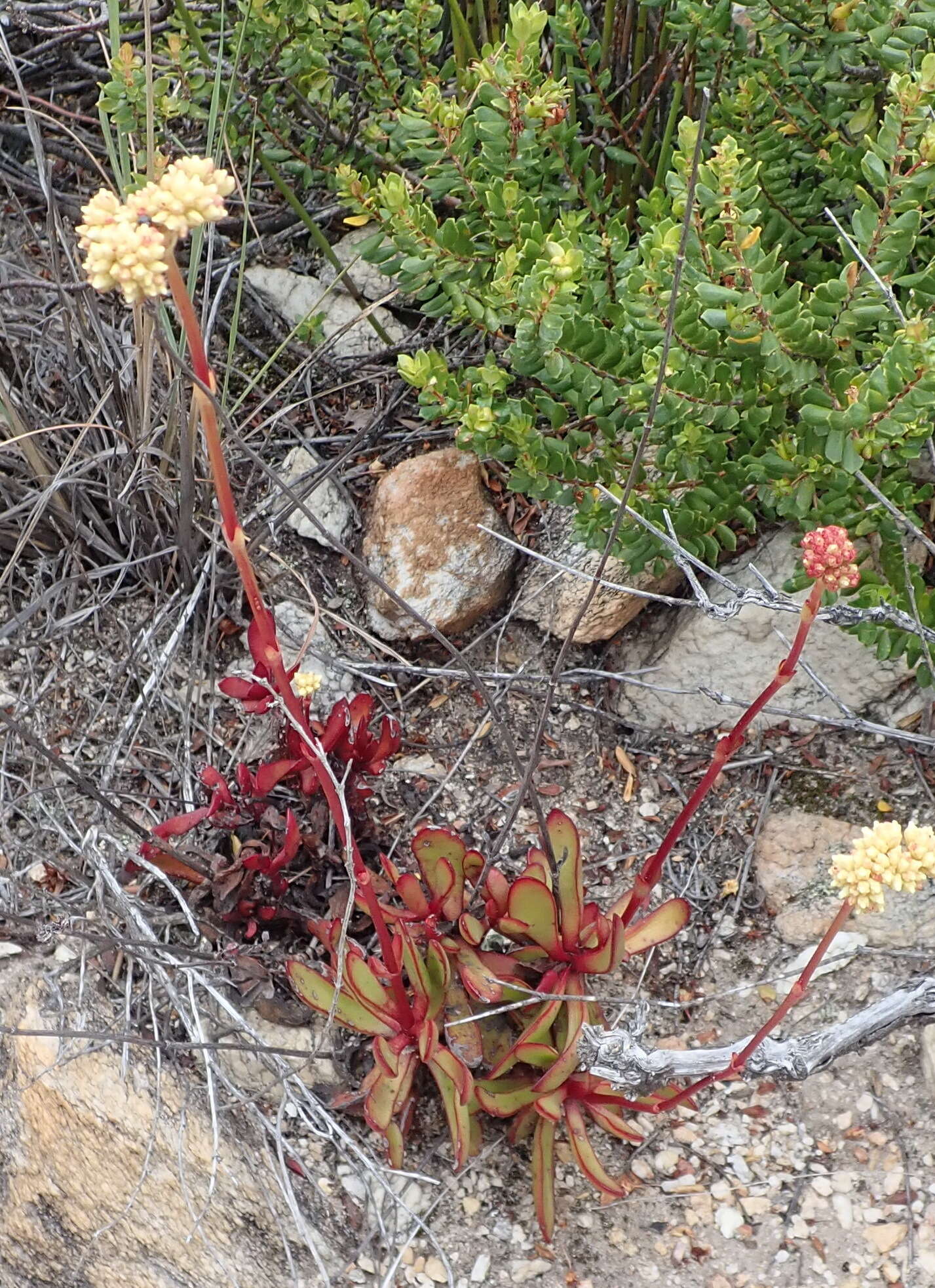 Image of Crassula atropurpurea (Haw.) D. Dietr.