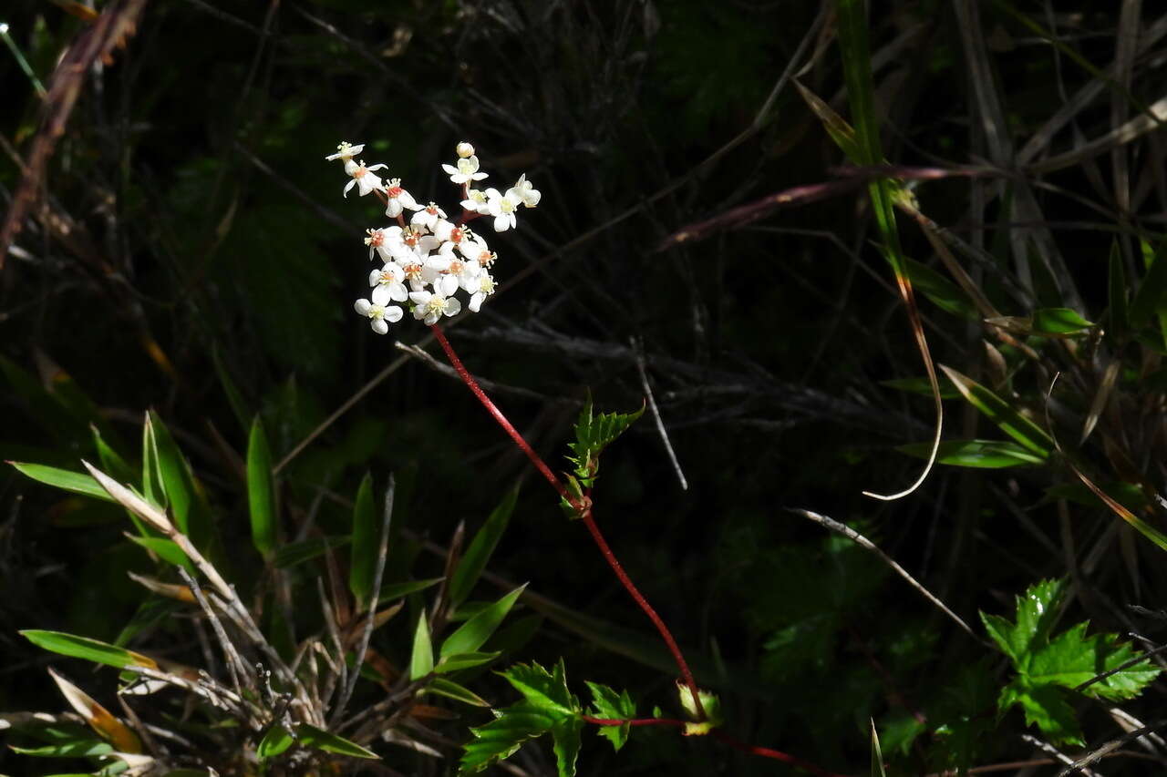 Plancia ëd Filipendula kiraishiensis Hayata