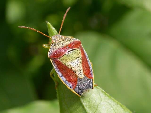 Image of Piezodorus lituratus (Fabricius 1794)