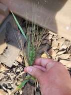 Image of Hordeum vulgare subsp. vulgare