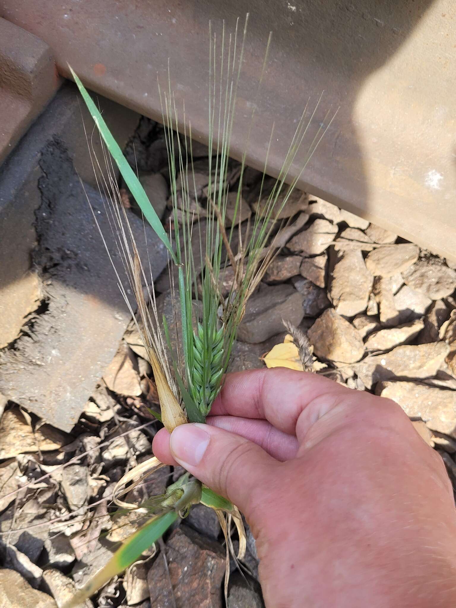 Image of Hordeum vulgare subsp. vulgare