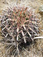 Image of Ferocactus latispinus (Haw.) Britton & Rose