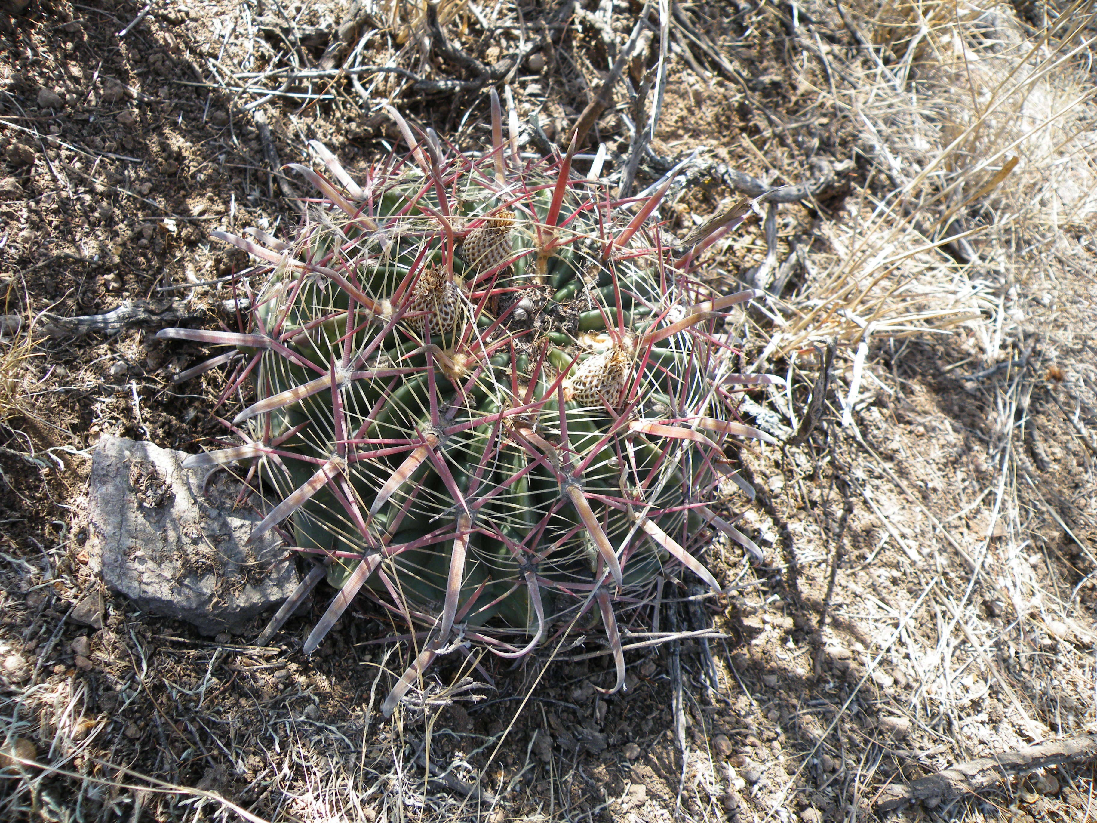 Image of Ferocactus latispinus (Haw.) Britton & Rose