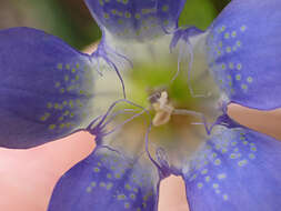 Image of Mendocino gentian