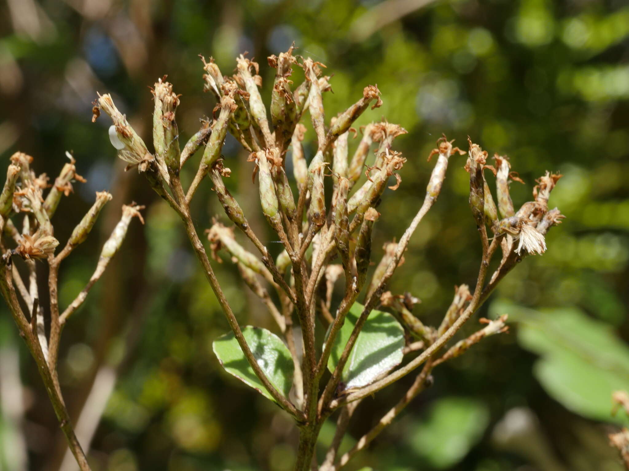 Image de Olearia furfuracea (A. Rich. & Lesson) Hook. fil.