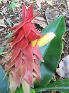 Image of Costus comosus var. bakeri (K. Schum.) Maas