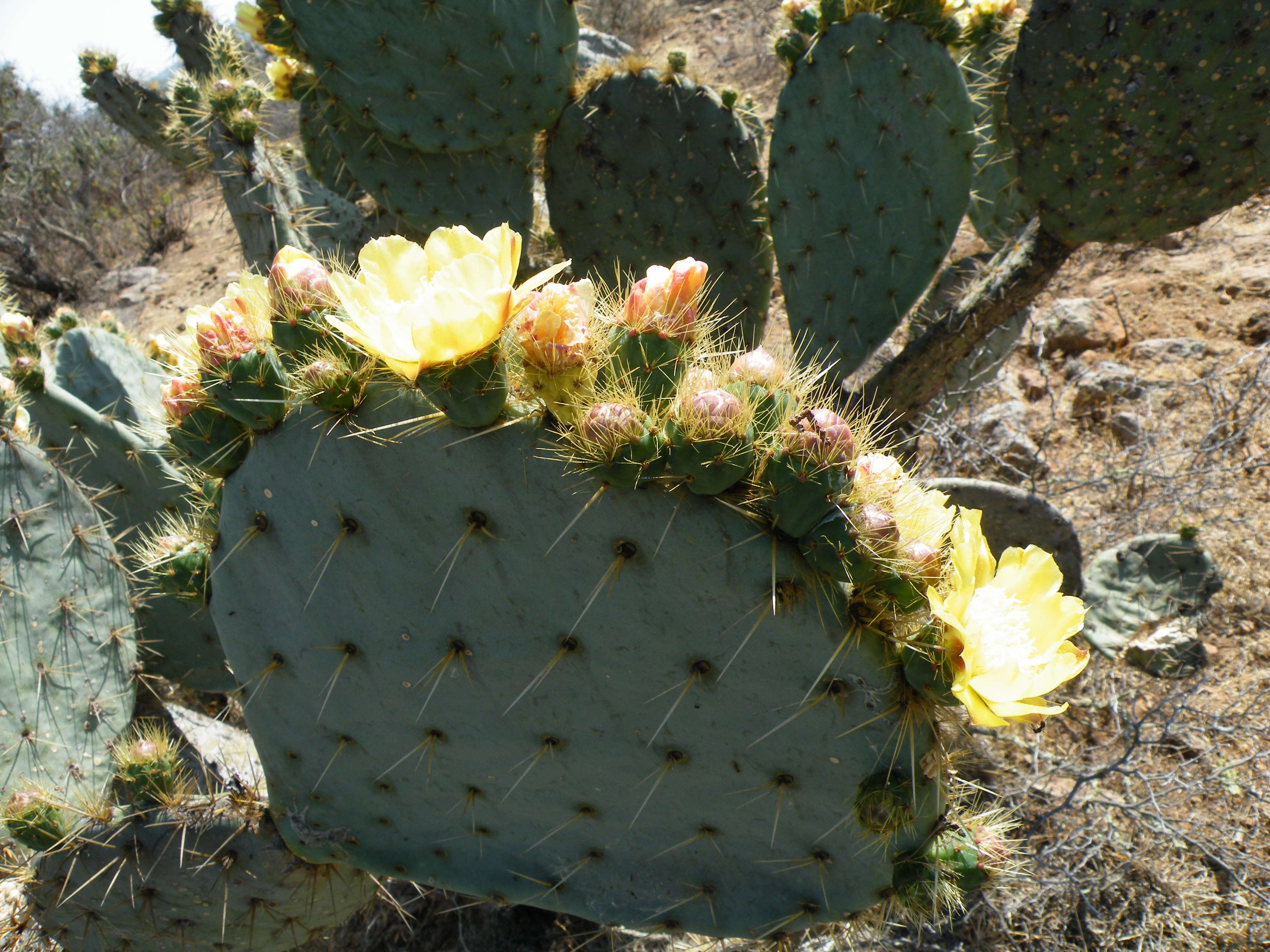 Image of Opuntia dillenii