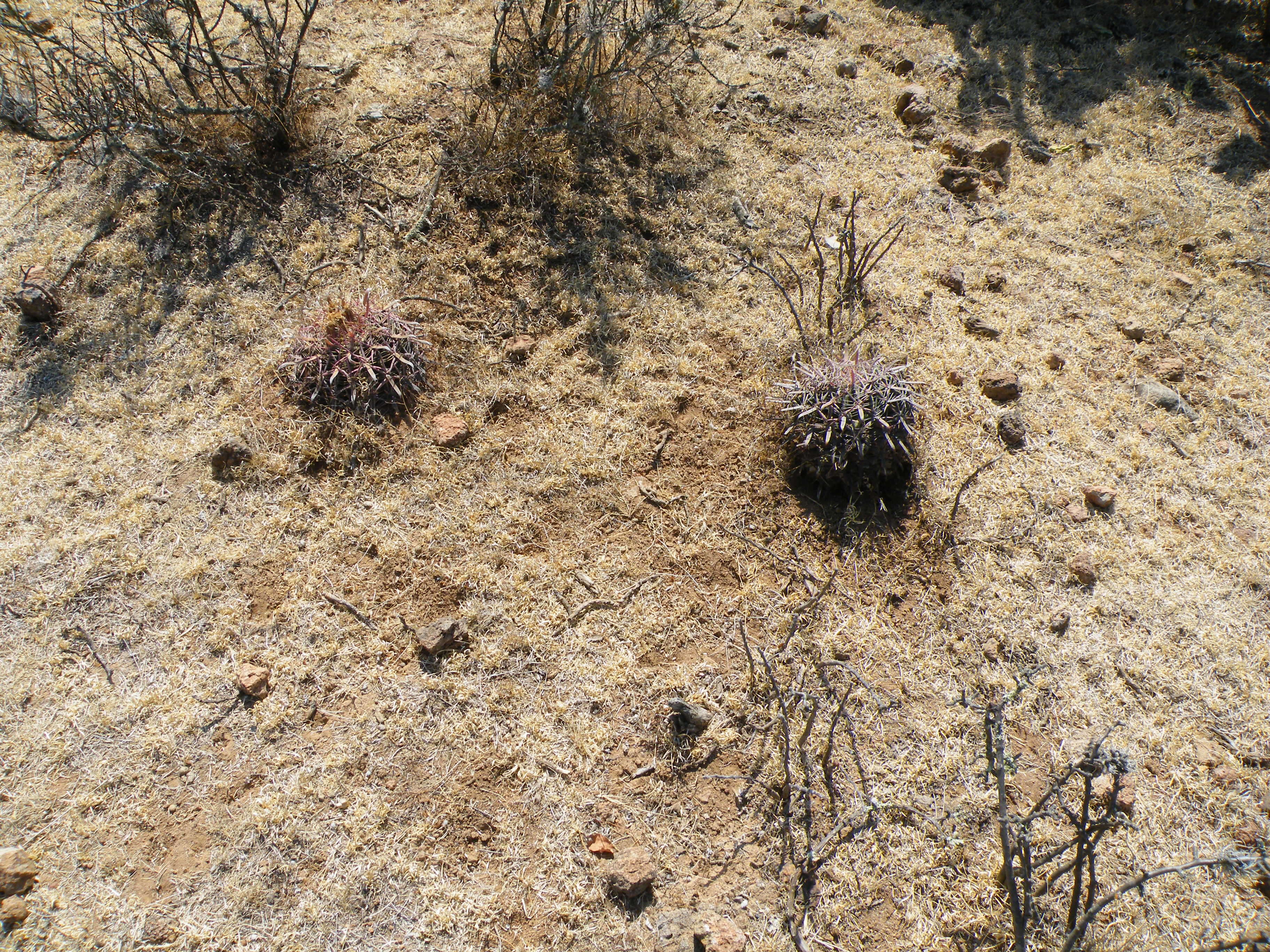 Image of Ferocactus latispinus (Haw.) Britton & Rose